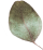 images/separate_leaf.png