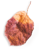images/small_leaf_01.png
