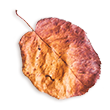 images/small_leaf_02.png