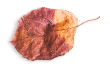 images/small_leaf_03.png