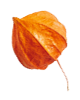 images/small_leaf_04.png