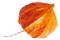 images/small_leaf_05.png